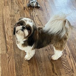 Jennifer - Shih Tzu