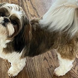 Jennifer - Shih Tzu
