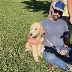 Rosie - Golden female Double Doodle puppy in Smiths Creek, Michigan from Dailers Doodles LLC