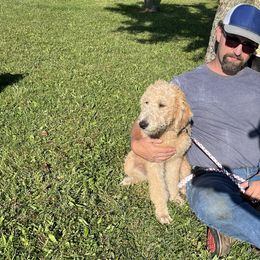 Rosie - Golden female Double Doodle puppy in Smiths Creek, Michigan from Dailers Doodles LLC