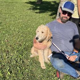 Rosie - Golden female Double Doodle puppy in Smiths Creek, Michigan from Dailers Doodles LLC