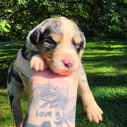 Rook - Blue merle male Australian Shepherd puppy in London, Kentucky from Kenmont Kennels