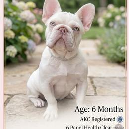 Winnie - White female French Bulldog puppy in Okmulgee, Oklahoma from Diamond Dreams French Bulldogs