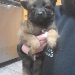 Belgian Tervuren Puppies from Chenil du Loup des Bois