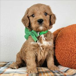 Tristan - Red male Bernedoodle puppy in Temecula, California from Oodles O'Doodles