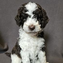 Poodle Puppies from Mountain Vista Pups LLC