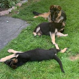 Chinese Cresteds and German Shepherds from New Era