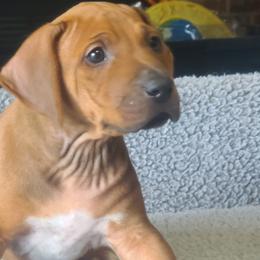 Rhodesian Ridgeback Puppies from Zenkosi Ridgebacks