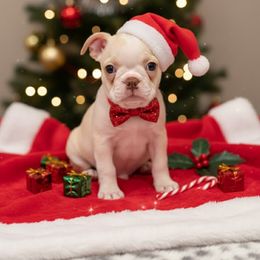 Dark cream girl - Black brindle and white female Boston Terrier puppy in Madera Acres, California from Muggin Bostons Terriers and Mini Dachshund