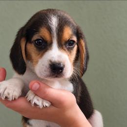 Reese - Blue tan and white male Beagle puppy in Lake City, Florida from Sunkissed Beagles