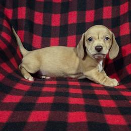 Hailey 2k plus fee CKC - Red female Dachshund puppy in Cowen, West Virginia from Bennett Babies