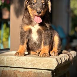 Lori - Merle female Assorted Doodle Crosses puppy in Ohio from Holley Doodles