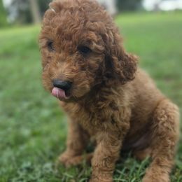 Fire Heart - Red male Labradoodle puppy in Clinton, Ohio from P&L Doodles