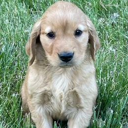 Silver Runt - Dark golden male Golden Retriever puppy in Mount Carmel, Tennessee from HS Goldens
