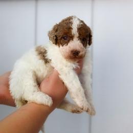 Girl 1 - Red merle female Aussiedoodle puppy in Omro, Wisconsin from Crystal Ridge Doodles