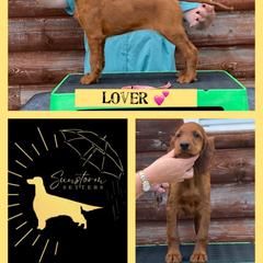 Lover - Irish Setter puppy from Sunstorm Setters