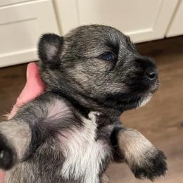 Peyton - Salt and pepper female Miniature Schnauzer puppy in Interlachen, Florida from Pam's Schnauzers