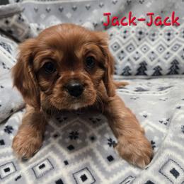 AKC Jack-Jack - Ruby male Cavalier King Charles Spaniel puppy in Wardville, Oklahoma from Lily of the Valley Cavaliers