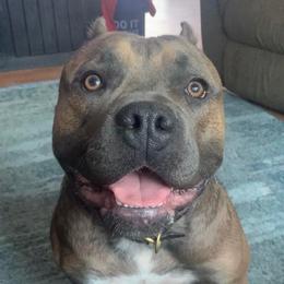 Sushi - American Bully