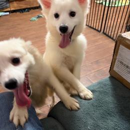 Sophia's males - White male American Eskimo Dog puppy in Port Clinton, Pennsylvania from Angelfrost American Eskimo puppies