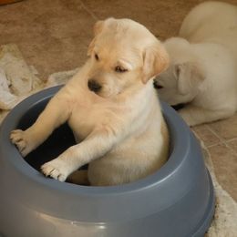 Labrador Retriever Puppies from Holleigh Brook Labradors
