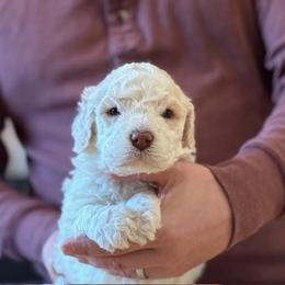 Girl 1 - Orange female Lagotto Romagnolo puppy in Sugar Valley, Georgia from Pinnacle Farm and Kennel