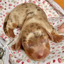 Aussiedoodle, Australian Shepherd, Dachshund, and Miniature Australian Shepherd Puppies from Bline’s Awesome Aussies at the Bline Family Farm