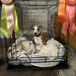 Richmond - Red brindle Whippet puppy in Katy, Texas from Texas Diamond Whippets