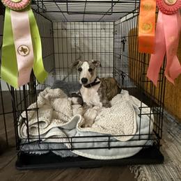 Richmond - Red brindle Whippet puppy in Katy, Texas from Texas Diamond Whippets
