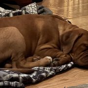 Girl 1 - Red Dogue de Bordeaux puppy in Andover, Connecticut from HOT DIGGITY DDB