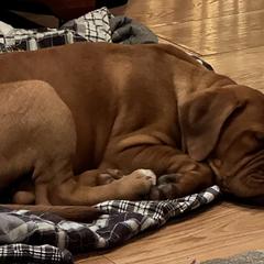 Girl 1 - Red Dogue de Bordeaux puppy in Andover, Connecticut from HOT DIGGITY DDB