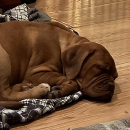 Girl 1 - Red Dogue de Bordeaux puppy in Andover, Connecticut from HOT DIGGITY DDB