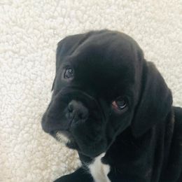 Boxer Puppies from Cimarron European Boxers