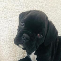Boxer Puppies from Cimarron European Boxers