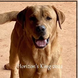 KING - Labrador Retriever