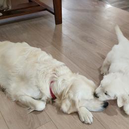 Golden Retriever All Grown Up from Teeter's Desert  Goddess Goldens