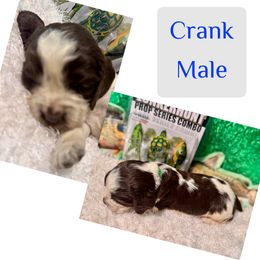 Crank - Liver white and roan male English Springer Spaniel puppy in Madison, Indiana from McCollough's Pawsome Spaniels and Danny's Delightful Dachshunds