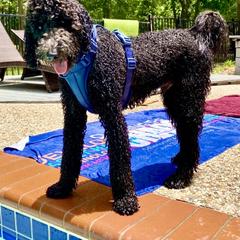 Bernedoodle, Double Doodle, and Goldendoodle Puppies from Pia’s Doodle Poodle Wag