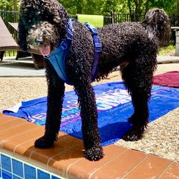 Bernedoodle, Double Doodle, and Goldendoodle Puppies from Pia’s Doodle Poodle Wag