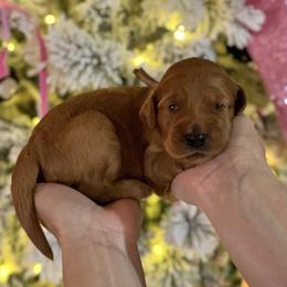 Lucy (Light Pink Collar) - Red  female Goldendoodle puppy in Bay City, Texas from Charming Doods