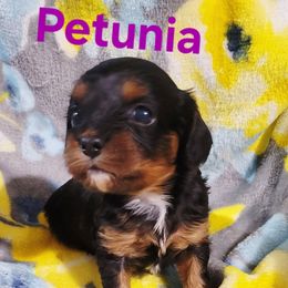 Petunia - Black and tan female Cavapoo puppy in Wentworth, Missouri from Newton County Cavaliers LLC
