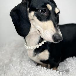 Fendi - Dachshund