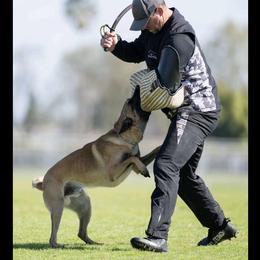 Belgian Malinois from New Beginning Belgians