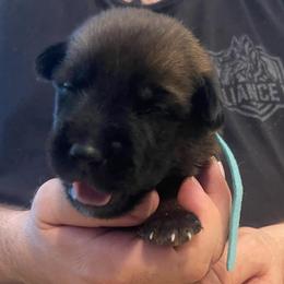 Sokka - Mahogany male xDutch Shepherd puppy in Chelsea, Alabama from Alliance K9