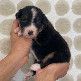 Gnocchi - Black tri-color Australian Shepherd puppy in Salinas, California from AA Aussies