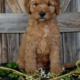 Female 4 - Bubblegum Collar - Apricot female Irish Doodle puppy in Macedon, New York from Toodles Goldendoodles