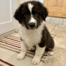 Griswold - Black tri-color male Australian Shepherd puppy in Preston, Idaho from KC Bar Ranch Aussies