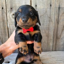 Black and Tan Male 1 - Black and tan male Dachshund puppy in South Willard, Utah from Doxies in the Sun