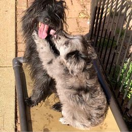 Pyrenean Shepherd Puppies from La Rive Pyr Sheps LLC