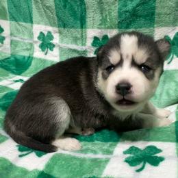 AKC Mopsy - Agouti and white female Siberian Husky puppy in Centreville, Maryland from Huskies By the Bay